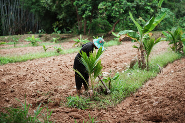 Planting new life local farmer tends to crops in vibrant green field nature documentary close-up sustainable agriculture
