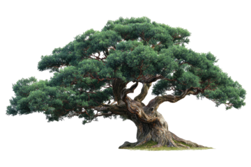 Sprawling tree with thick, gnarled trunk and dense foliage