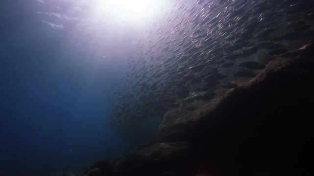 A massive school of sardines glistening under the sunlight, swimming together like a stream, cinematic slow motion