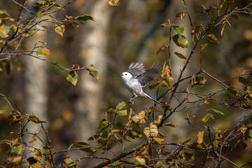 Long-tailed tit on branch  Cute little Bird