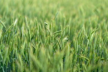 A Beautiful Lush Green Wheat Field Sparkling And Glimmering Under A Bright Blue Sky Above