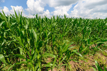Naklejka premium A Lush, Vibrant Green Cornfield Stretching Out Under a Bright, Clear Blue Sky Above