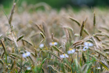 A Beautiful Lush Wheat Field Adorned with Colorful Wildflowers in Soft Focus Effect