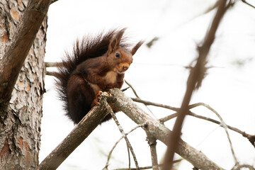 Ardilla en una rama de un pino con la cola tapándose el lomo y mirando para abajo