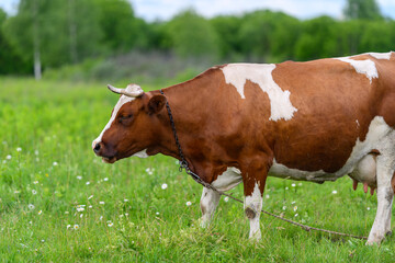 Naklejka premium A beautiful Brown and White Cow is peacefully Grazing in a Gorgeous Green Field on a Tranquil Day