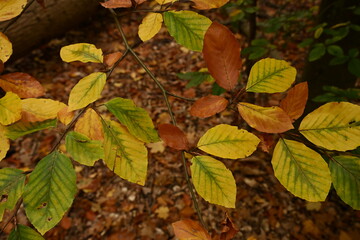 Detailed close-up of leaves on a branch. Focuses on organic texture and color without distraction, embodying ecological minimalism and the beauty of natural materials.