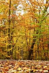 A vertical scene capturing the beautiful balance of nature with foreground leaves and a vibrant backdrop. Perfect for themes of rest, mindfulness, and inner calm.
