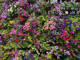 Obraz premium Background of colorful bright petunia flowers.