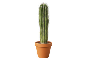 Isolated cactus plant in a terracotta pot, an indoor plant for a desert, modern living space © Fernando