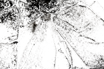 Abstract grunge black and white distressed texture torn transparent crumpled industrial overlay background