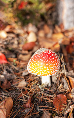 Fly agaric mushroom growing in autumn forest floor
