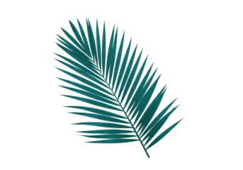 Isolated green frond of a palm tree against a seamless backdrop, suitable for creative designs