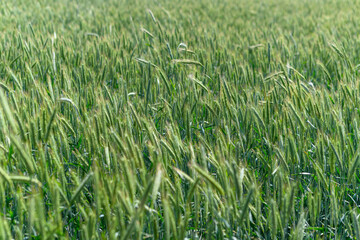 A Vibrant and Lush Green Wheat Field Bathed in Beautiful Natural Light and Sunlight