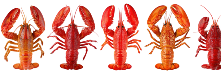 Five cooked lobsters, varying shades of orange and red