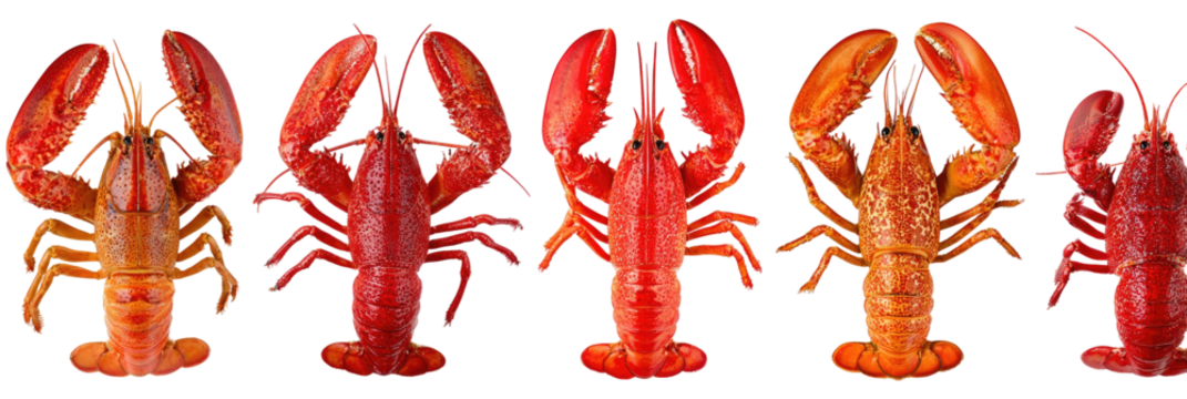 Five cooked lobsters, varying shades of orange and red
