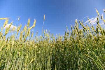 A Vibrant Lush Green Wheat Field Spreading Under a Bright and Clear Blue Summer Sky