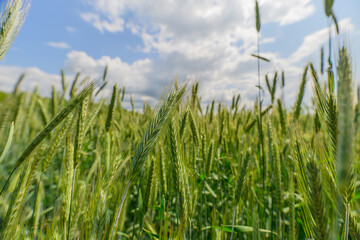 A Stunningly Beautiful, Lush, Green Wheat Field Spreading Underneath the Clear Blue Sky Above