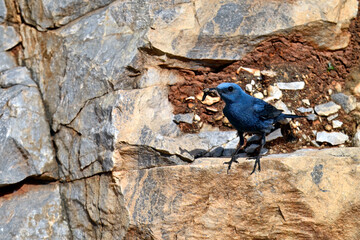 Blue rock thrush male with food in the beak // männliche Blaumerle mit Futter im Schnabel (Monticola solitarius) 