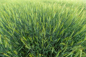 A Beautiful and Lush Green Wheat Field in Springtime, Overflowing with Life, Color, and Vibrancy