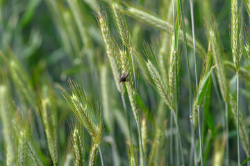 A closeup view of an intriguing insect perched on a grass blade found within a lush green field