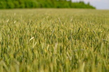 A Beautifully Vibrant Wheat Field Lies Under A Clear Blue Sky, Creating A Picturesque Scene