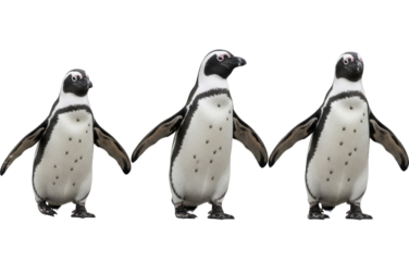 Three African penguins standing in a row on a transparent background PNG image isolated wildlife file