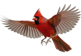 Fototapeta premium Red cardinal bird flying with outstretched wings, isolated on a transparent background, PNG image.