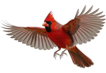Red cardinal bird flying with outstretched wings, isolated on a transparent background, PNG image.
