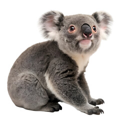 Fototapeta premium a cute cartoon koala with big eyes and pink cheeks isolated on transparent background