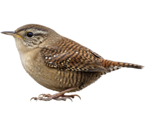 Detailed brown wren bird in profile on a transparent background, high resolution PNG image file