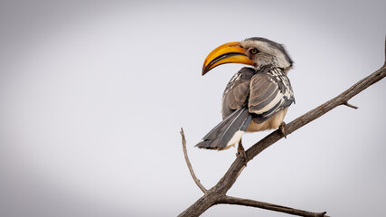 Yellow Hornbill  Zazu