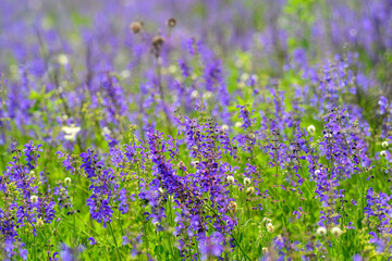 Obraz premium A Vibrant Wildflower Field is in Full Bloom, showcasing natures beauty and colors