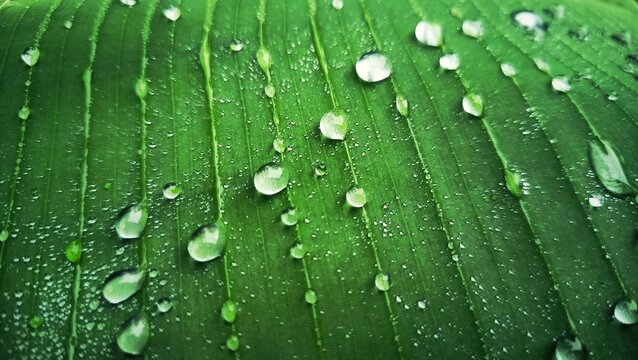 dew on leaf