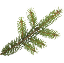 Obraz premium Green evergreen spruce fir pine tree branch on a transparent background PNG image PNG file