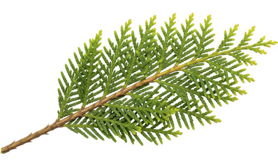 Fresh Green Evergreen Tree Branch Foliage on a Transparent Background PNG image