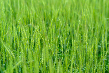 A Vast and Lush Green Grass Field Overflowing with Tall Strands in the Heart of Nature