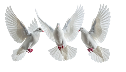 Trio of white doves in flight with wings spread