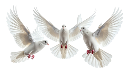 Three white doves soar, wings spread, transparent background