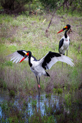 Saddle-Billed Stork
