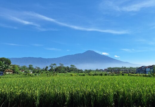 view of  rice filed and mountain 