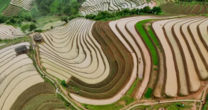 Hmong farmers prepare their fields and plant rice on terraced fields in Mu Cang Chai, Yen Bai. Photo taken in Yen Bai on June 22, 2025.	