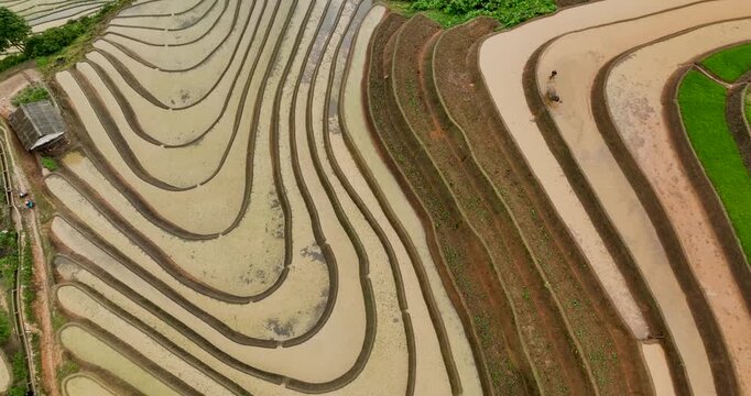 Hmong farmers prepare their fields and plant rice on terraced fields in Mu Cang Chai, Yen Bai. Photo taken in Yen Bai on June 22, 2025.	