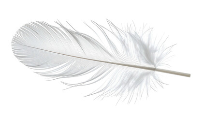 Obraz premium White fluffy feather with delicate barbs, isolated on black