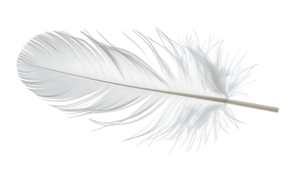 White fluffy feather with delicate barbs, isolated on black