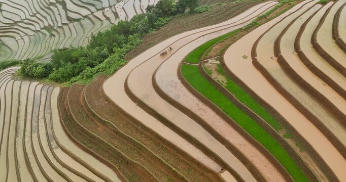 Hmong farmers prepare their fields and plant rice on terraced fields in Mu Cang Chai, Yen Bai. Photo taken in Yen Bai on June 22, 2025.	