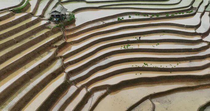 Hmong farmers prepare their fields and plant rice on terraced fields in Mu Cang Chai, Yen Bai. Photo taken in Yen Bai on June 22, 2025.	