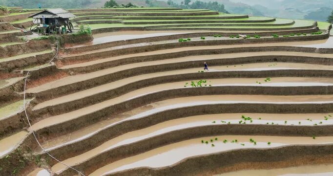 Hmong farmers prepare their fields and plant rice on terraced fields in Mu Cang Chai, Yen Bai. Photo taken in Yen Bai on June 22, 2025.	