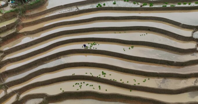 Hmong farmers prepare their fields and plant rice on terraced fields in Mu Cang Chai, Yen Bai. Photo taken in Yen Bai on June 22, 2025.	
