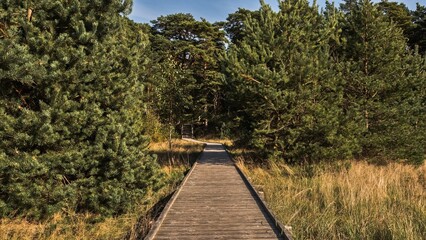 A tranquil boardwalk path with wooden steps winds through a sun-drenched pine forest. The scene is filled with tall trees, lush green grass, and golden light, creating a peaceful natural landscape