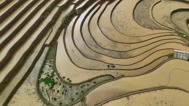 Hmong farmers prepare their fields and plant rice on terraced fields in Mu Cang Chai, Yen Bai. Photo taken in Yen Bai on June 22, 2025.